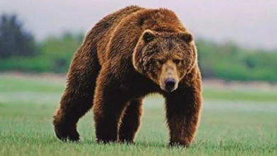 Photo of El número de osos aumentó en los Pirineos en 2021