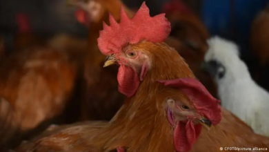 Photo of China detecta el primer caso de gripe aviar H3N8 en humanos