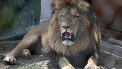 Photo of ¡Horror! León arranca dedo a cuidador de zoológico