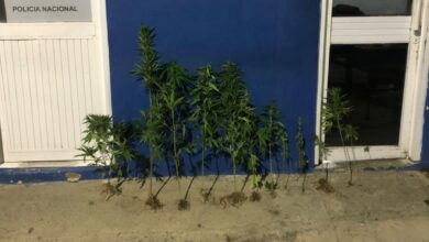 Photo of Ocupan 13 plantas de marihuana y 6 porciones de cocaína en presunto punto de droga en Valverde