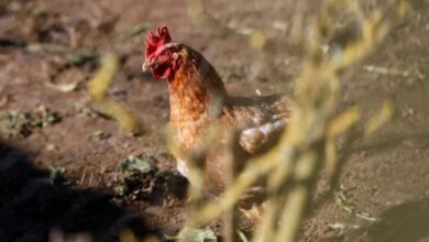 Photo of La OMS confirma los dos primeros casos de gripe aviar en humanos en España