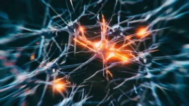 Photo of Descubren las neuronas que mantienen en 37º C temperatura corporal mamíferos
