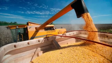 Photo of Producción mundial de maíz bajará afectada por Rusia y Ucrania