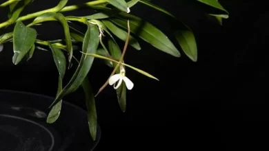 Photo of Agua de coco y polvo de banano para salvar a la orquídea «dama de noche»