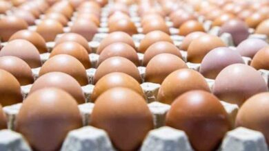 Photo of Gobierno reitera suspensión de exportación de huevos hacia Haití es temporal