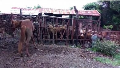 Photo of Cuatreros arrasan con el ganado de Dajabón y lo llevan para Haití