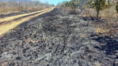 Photo of Incendios en proyecto de mangos en Baní son provocados, según productores