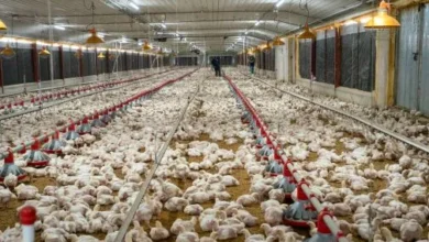 Photo of Agricultura entrega subsidio de RD$50 millones a pequeños y medianos productores avícolas